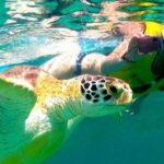 nado con tortugas