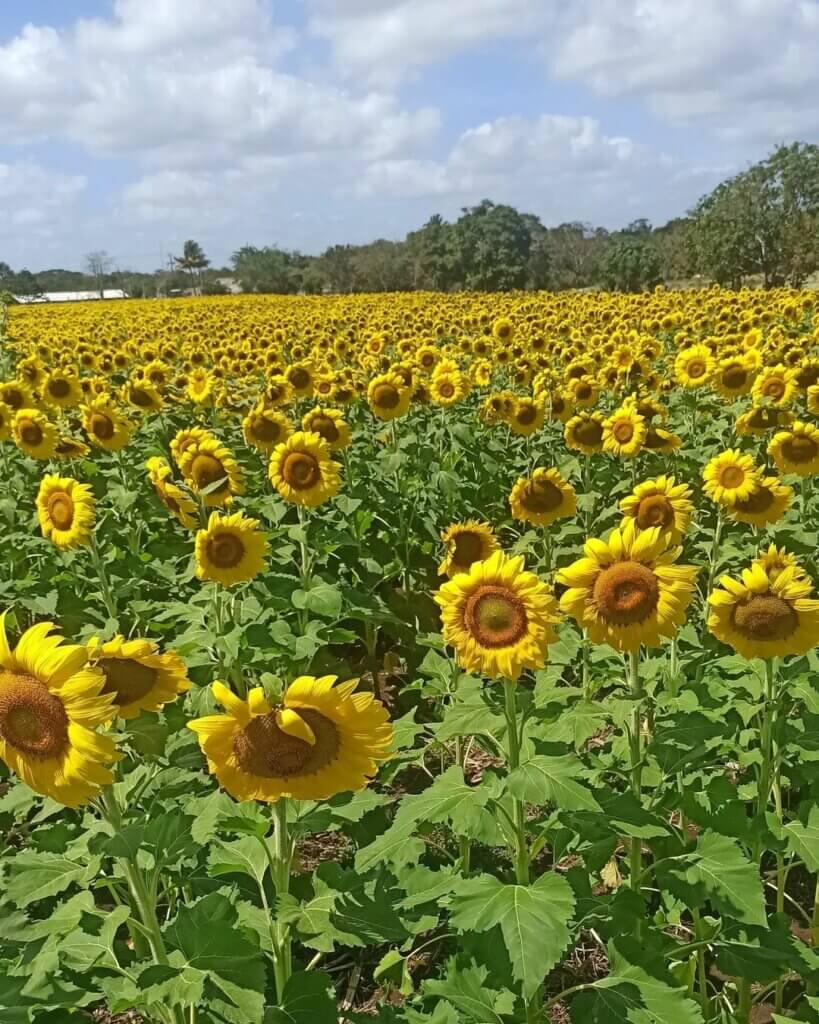 332349442 194552519843908 5751298916556472630 n Campo de Girasoles en Bacalar: Cómo llegar, Qué hacer y más