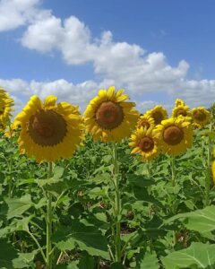 332914671 954294525940998 910066833604786037 n Campo de Girasoles en Bacalar: Cómo llegar, Qué hacer y más