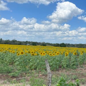 333902541 1006077967030523 6479308510002286515 n Campo de Girasoles en Bacalar: Cómo llegar, Qué hacer y más