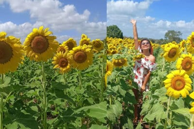 girasoles bacalar Campo de Girasoles en Bacalar: Cómo llegar, Qué hacer y más