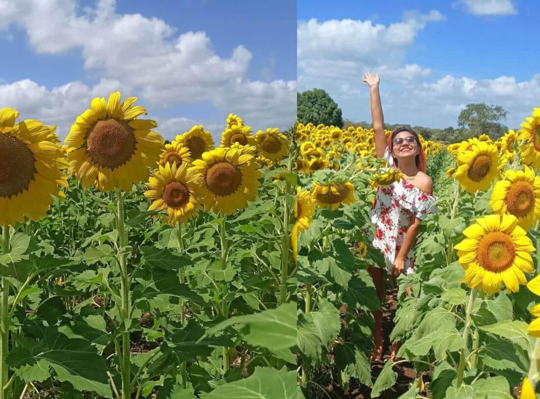 Campo de Girasoles en Bacalar: Cómo llegar, Qué hacer y más girasoles bacalar Campo de Girasoles en Bacalar: Cómo llegar, Qué hacer y más
