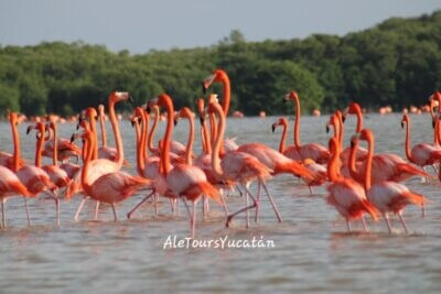 flamingos celestun Ver flamingos en Celestún: cómo llegar, precios, mejor época y más ([dates type="year"])