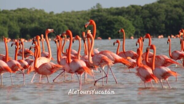 flamingos celestun Ver flamingos en Celestún: cómo llegar, precios, mejor época y más ([dates type="year"])